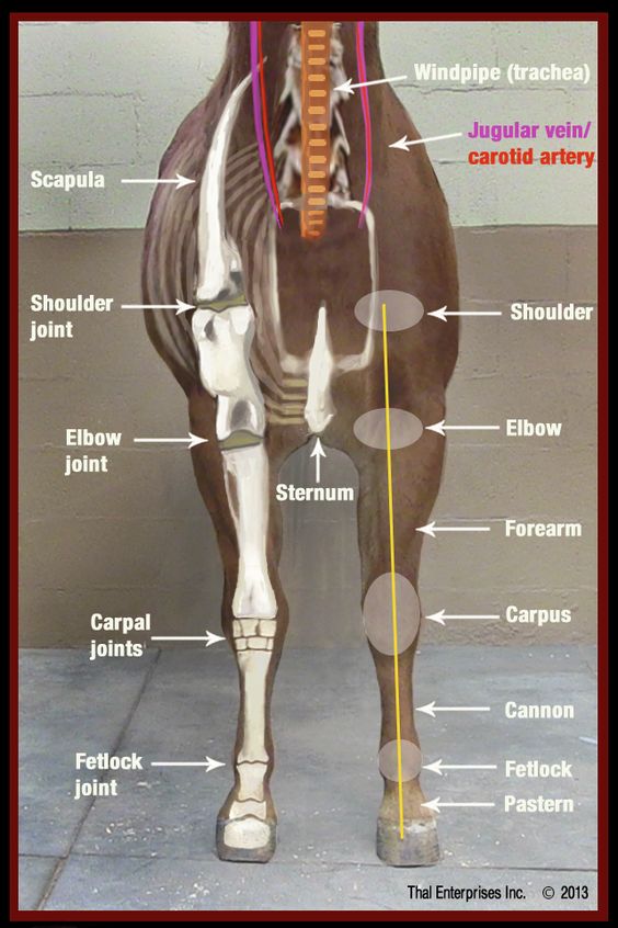 Anatomy Of A Horse